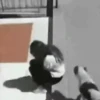 🐶 Perritos Mov. 2 🐾 9
