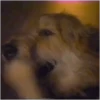 🐶 Perritos Mov. 2 🐾 16