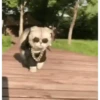 Gatos animados 3 24