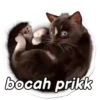 Kucing Gemoy <3 11