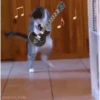 Gatos animados 3 6