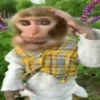 बंदर 23