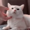 Animalitos Reacciones MOV 12