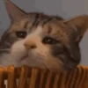 Kucing Gemoy 15