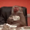 Monos_random_2 8