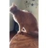 Gatos animados 2 27