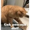 Animasi kucing 19