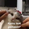 Animasi kucing 6
