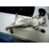 Animasi kucing 12