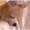 Memes animados tristes 4