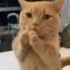 Meoww 15