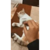 Gatos animados 2 20
