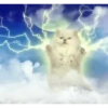 Gatos animados 2 28