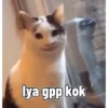 Kucing 5