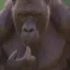 बंदर 16