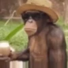Monos_random_2 9