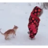 Gatos animados 2 13