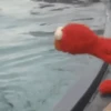 Elmo animado 😎 9