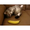 Gatos animados 2 24