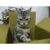 Gatos animados 2 8