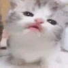 Cada vez mais gatinhos animados 11