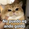 Gatitos con Frases 9