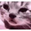 Gatos animados 2 21