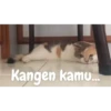 Animasi kucing 18