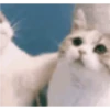 Kucing gemezz 5