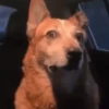 Cachorrinhos fofos 13