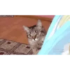 Gatos animados 3 11