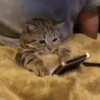 Gatos animados 3 21