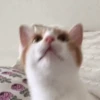 GATOS CURA DEPRESIÓN🙀💕Animados 13