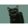 Gatos animados 2 26