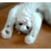 Gatos animados 2 9