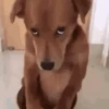 Cachorrinhos fofos 5