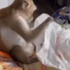 बंदर 18