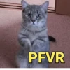MEMES E MAIS MEMES KKK 10
