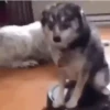 🐶 Perritos Mov. 2 🐾 5