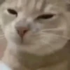 Cada vez mais gatinhos animados 6