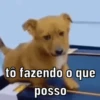 Reações de pets  14