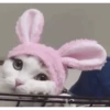 GATOS CURA DEPRESIÓN🙀💕Animados 15