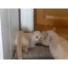 Gatos animados 2 6