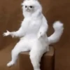 Meme 14