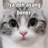 Kucing 12