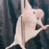 Funny Animated Memes 16
