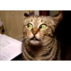 Gatos animados 2 7