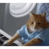 FUNNY ANIMALS 5