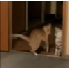 Gatos animados 2 25