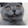 GATOS CURA DEPRESIÓN🙀💕Animados 10